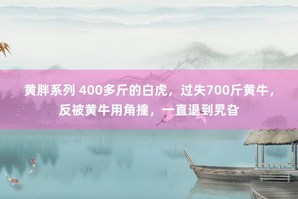 黄胖系列 400多斤的白虎，过失700斤黄牛，反被黄牛用角撞，一直退到旯旮